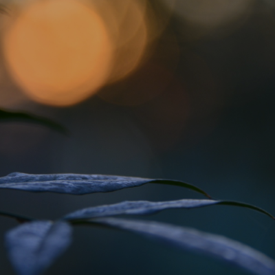 Nature6