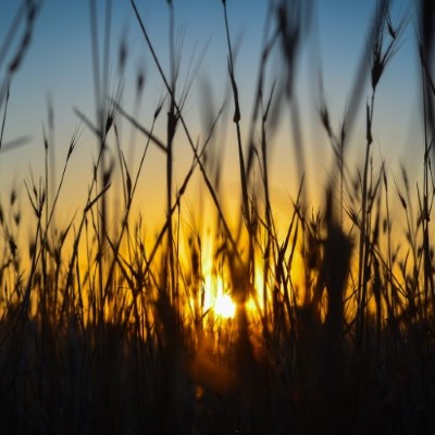Wheat4